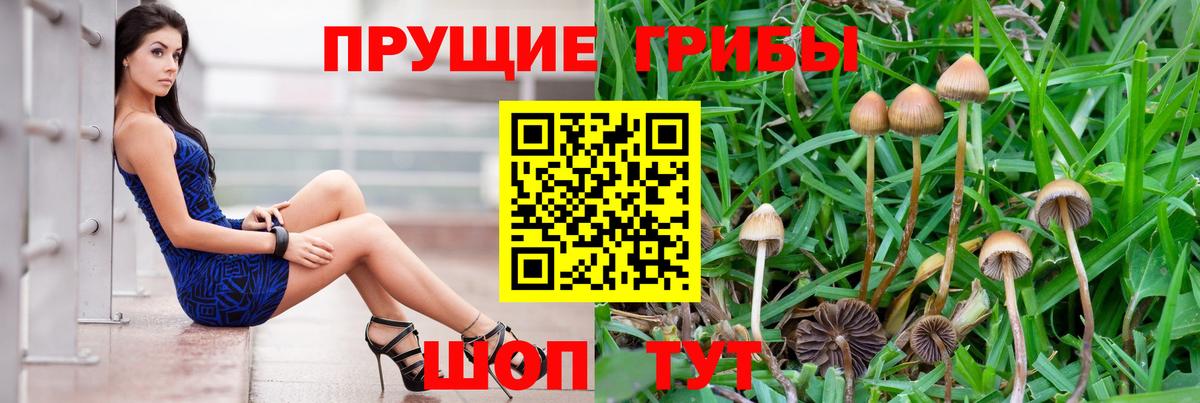 Псилоцибиновые грибы Magic Shrooms  хочу наркоту  Каменка  Галлюциногенные грибы GOLDEN TEACHER  Вход с VPN 